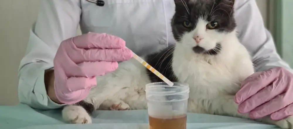 Si un chat urine hors de sa litière, il souffre peut-être d'une infection urinaire et nécessite une consultation vétérinaire.