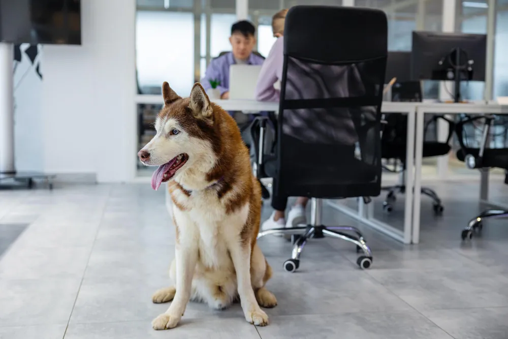 Amener un animal au travail peut avoir des effets bénéfiques sur les salariés.