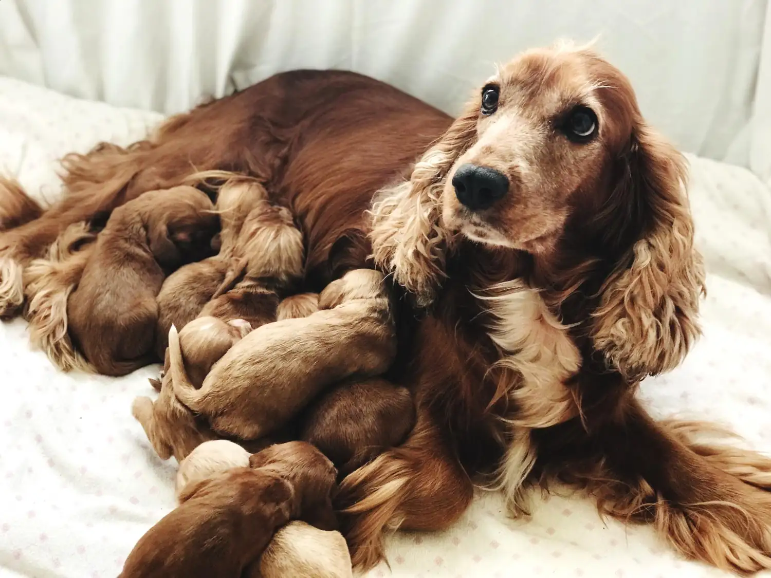 La gestation chez la chienne