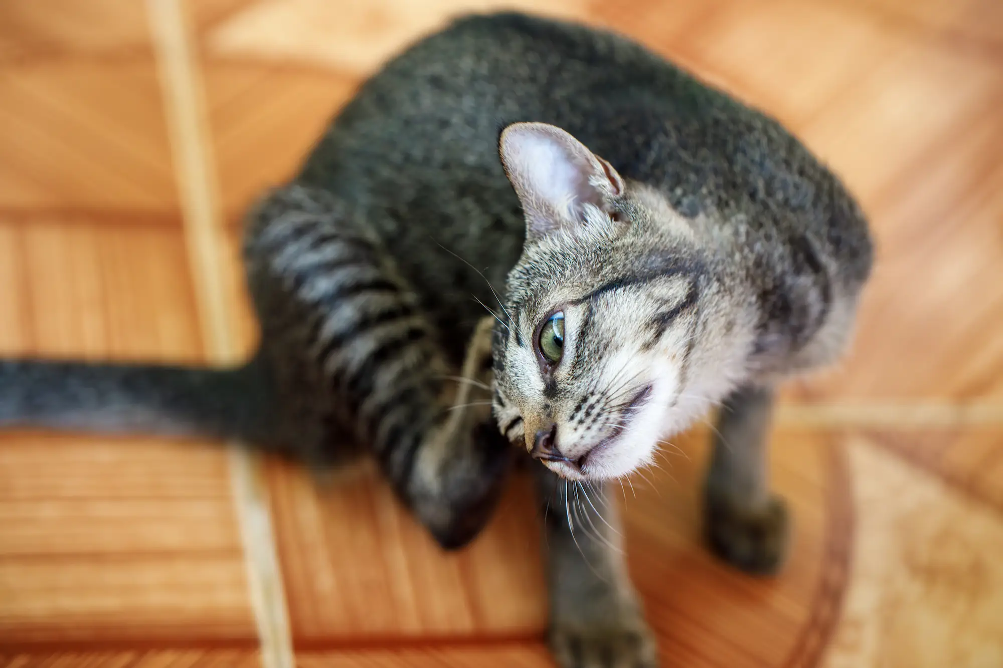 Gale d’oreille du chat : symptômes, causes et traitements