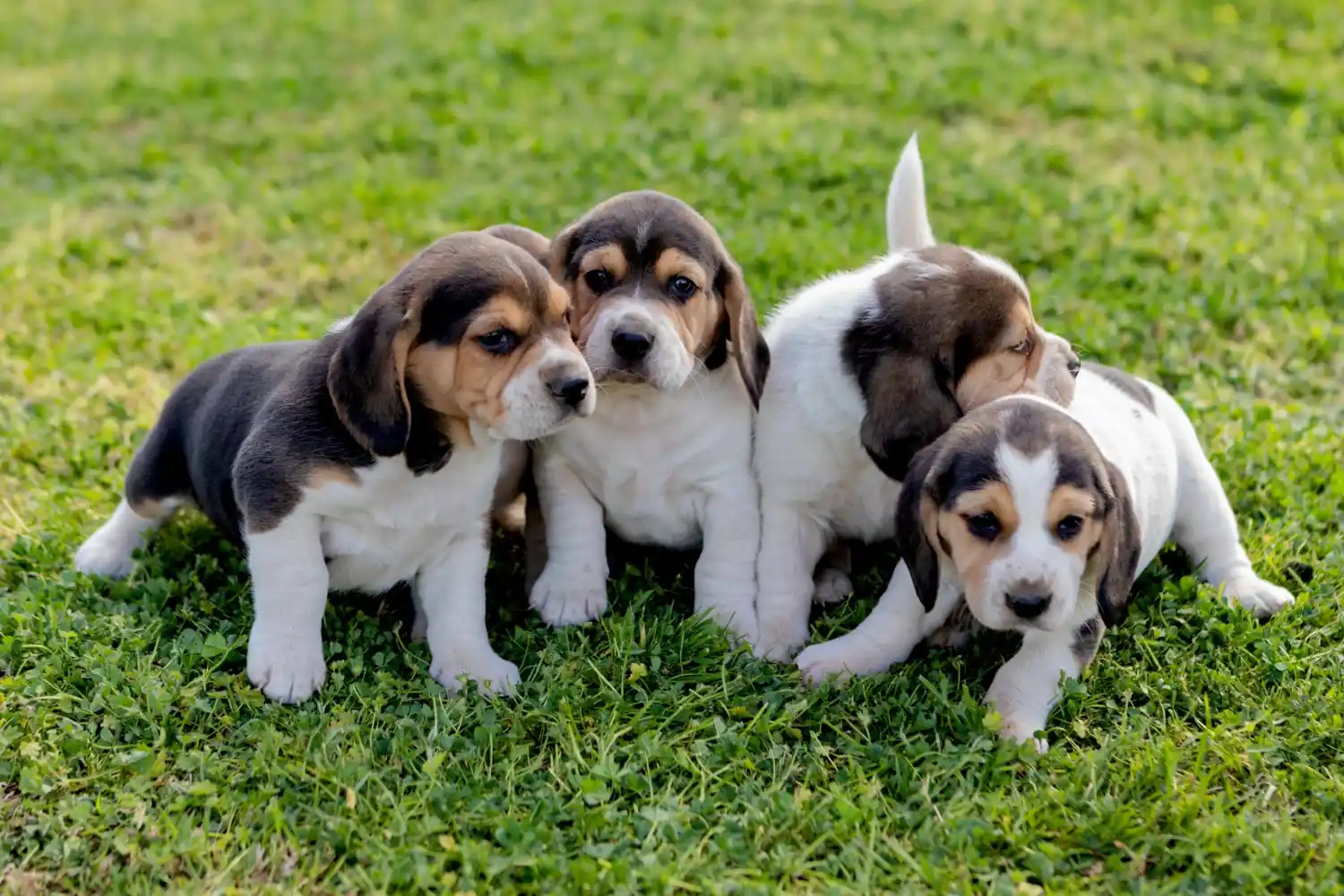 Quel prénom pour un chien en 2026 : Le grand retour de la lettre B