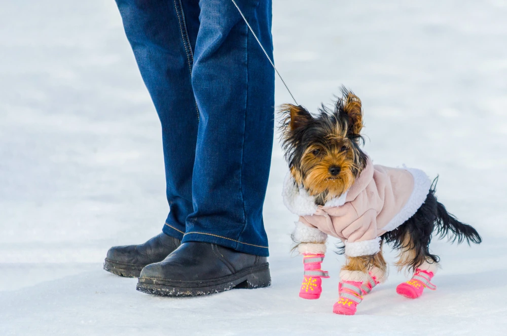 Couvrez votre chien pour le protéger du froid et de la neige