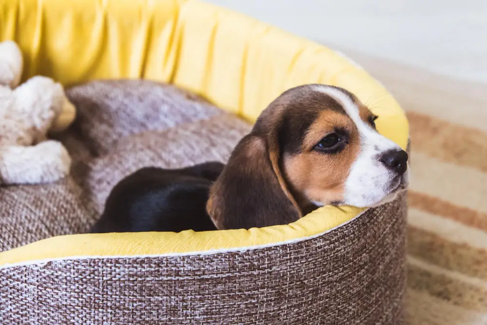 Présentez à votre chiot son panier et les membres de la famille, humains et animaux !