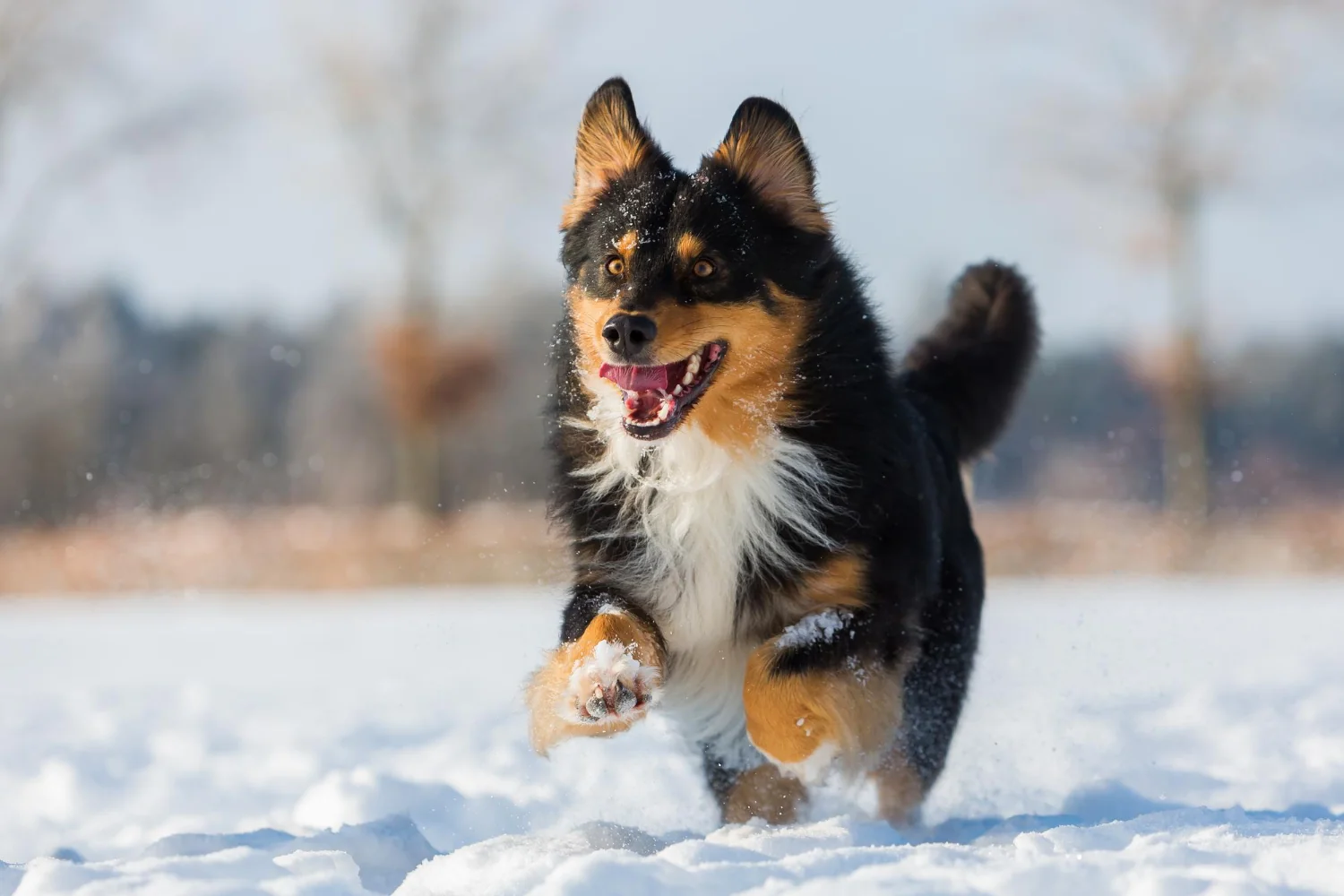 Quels sont les dangers de la neige pour votre chien ?