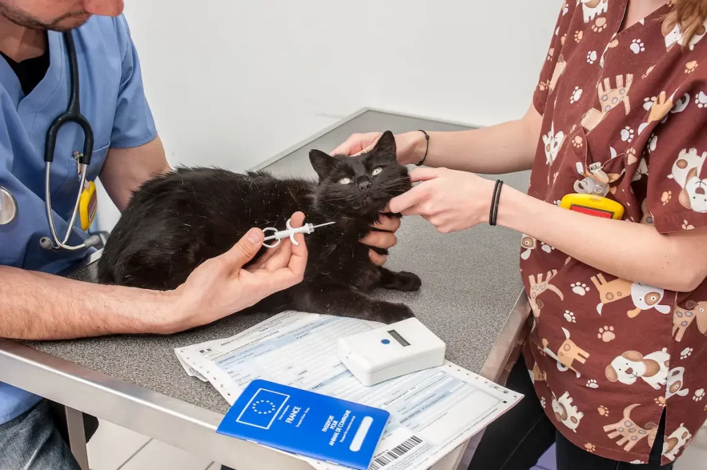 L'identification d'un animal est obligatoire auprès de l'I-CAD. 