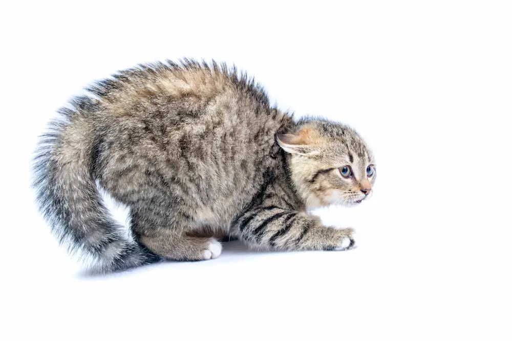 La posture de peur est un synonyme de colère et d'attaque du chat.