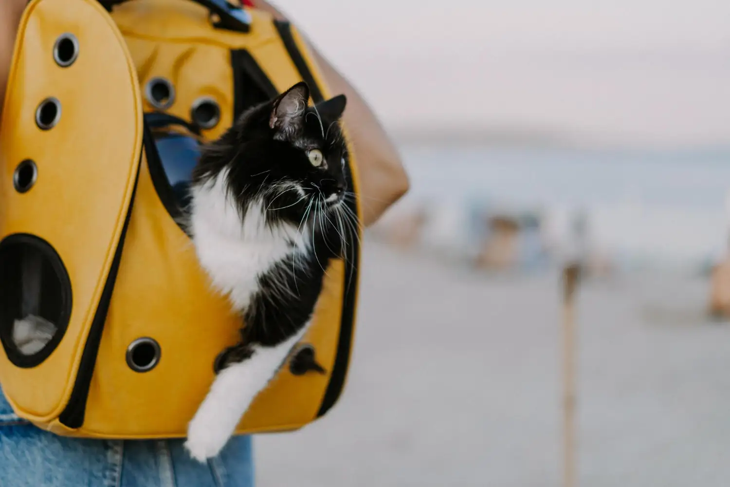 Voyager avec son chat : mode d’emploi