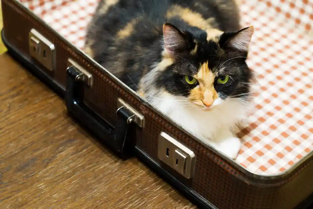 Voyager avec un chat demande d'utiliser une caisse de transport adaptée.