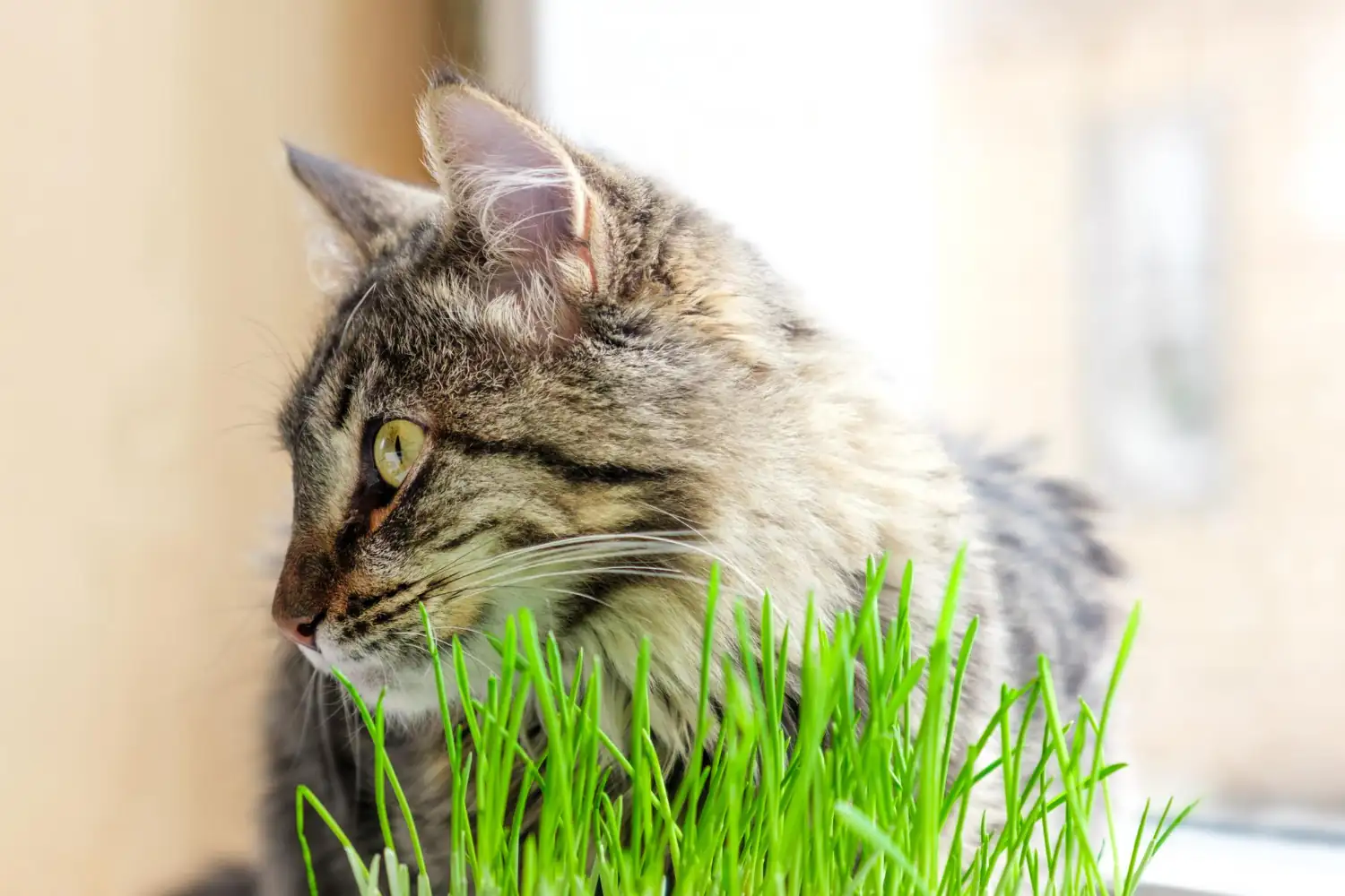 Tout savoir sur l&rsquo;herbe à chat