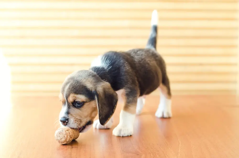 Le pica du chien n'est pas forcément la cause d'un chiot qui découvre le monde avec sa gueule.