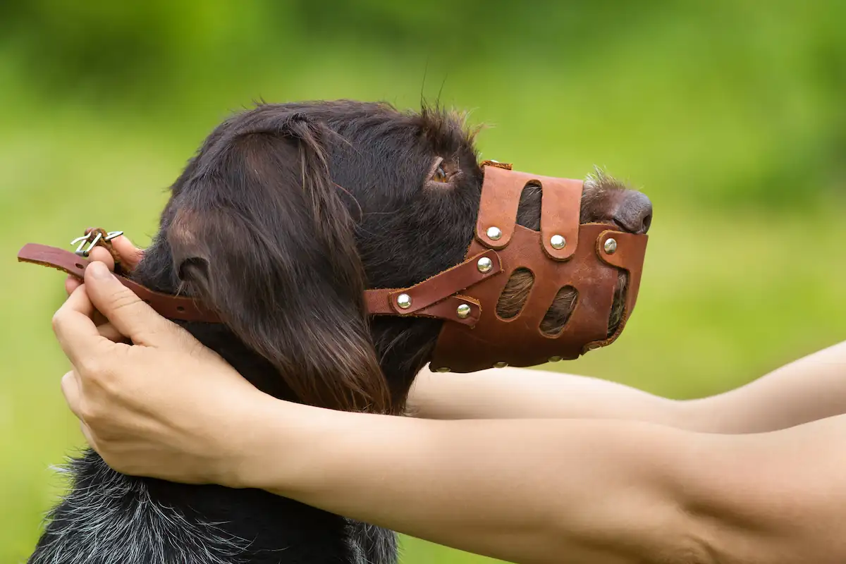 Tout savoir sur la muselière pour chien