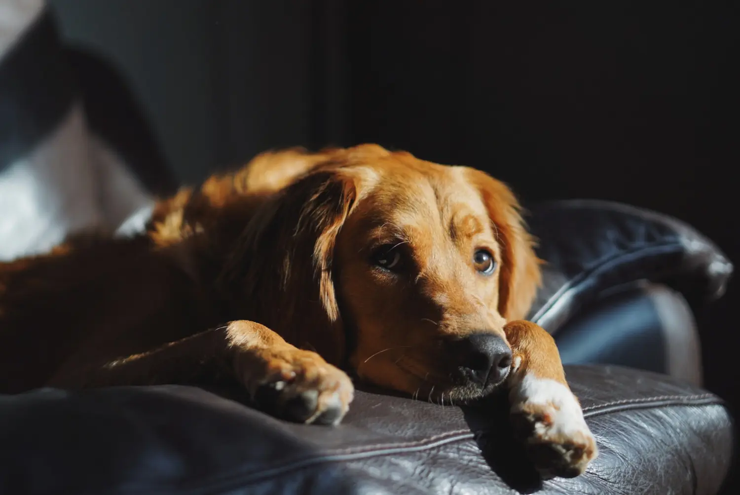 L&rsquo;anxiété de séparation chez le chien