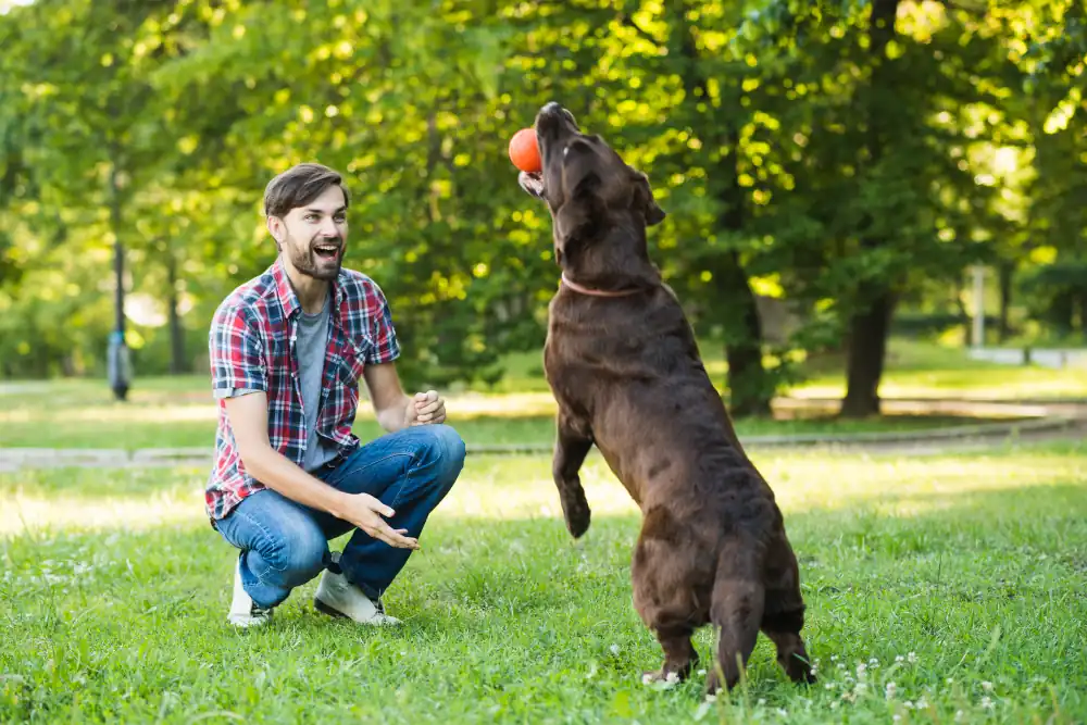 Un chien qui aboie beaucoup peut manquer de stimulation.