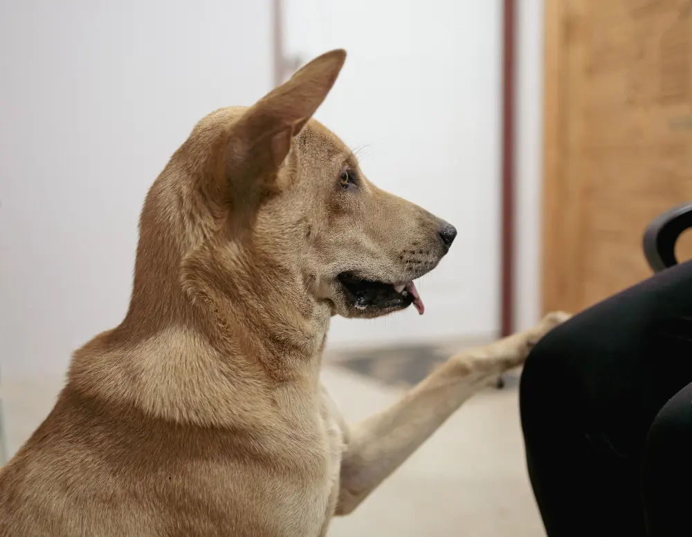 Le chien aboie parfois pour attirer votre attention.