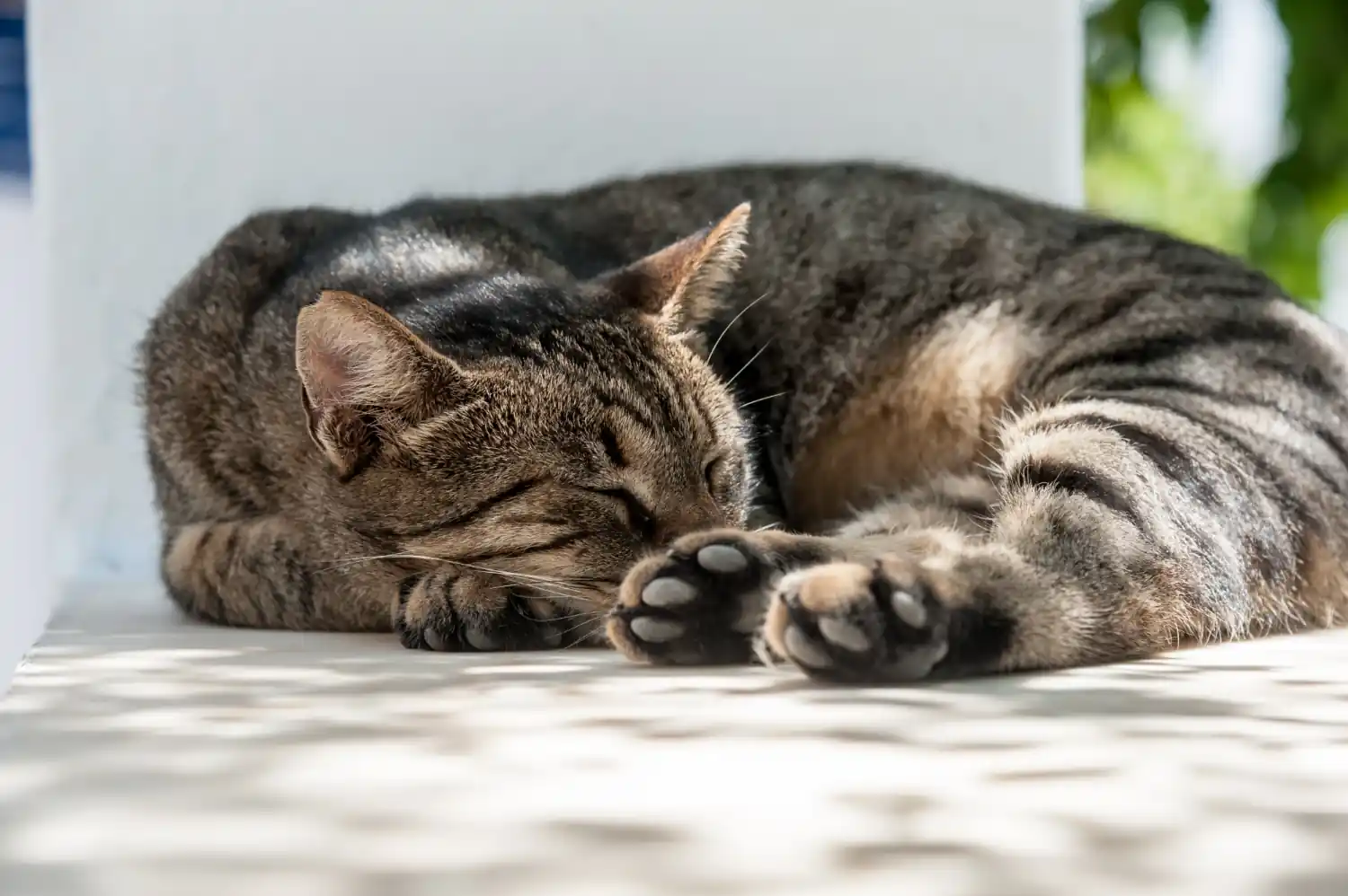 Comprendre le sommeil du chat
