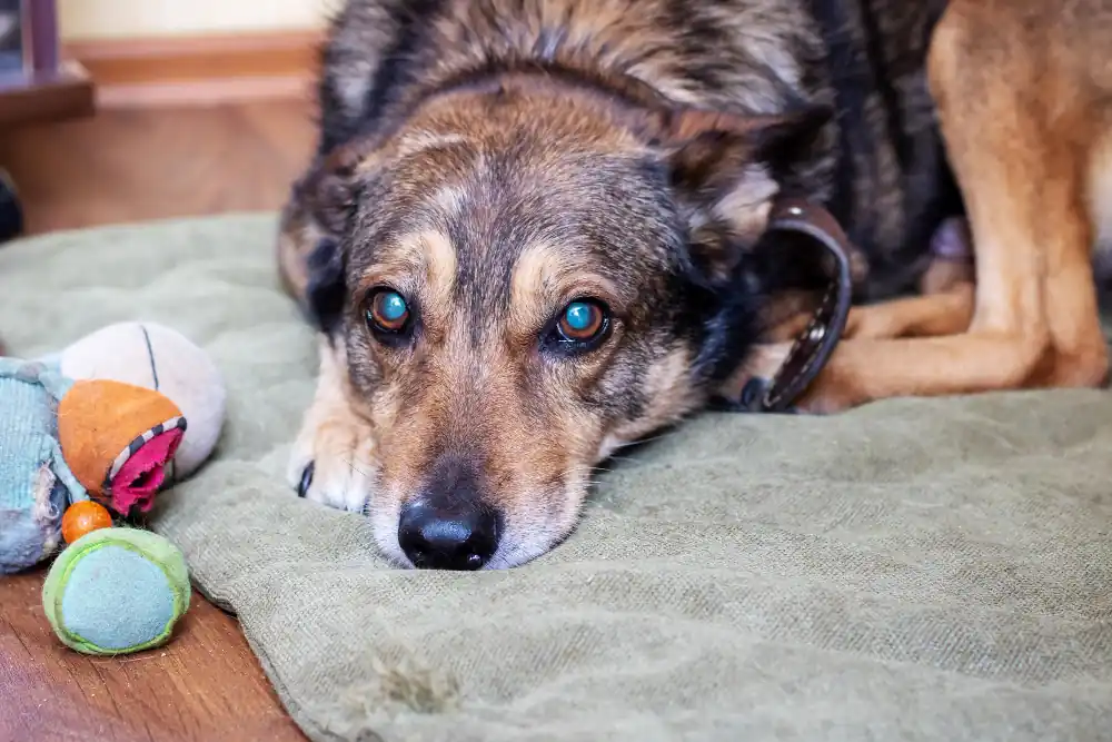 La cataracte touche principalement le chien âgé.