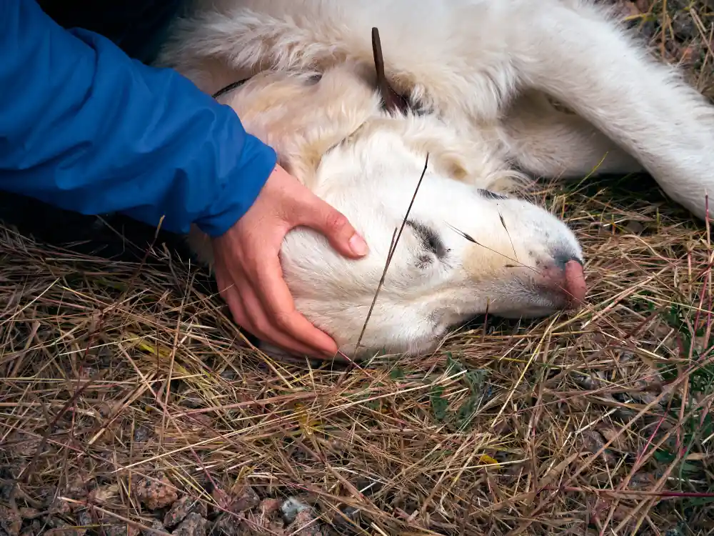 Un animal domestique blessé doit être apporté à la fourrière de la commune pour le rediriger vers le vétérinaire.