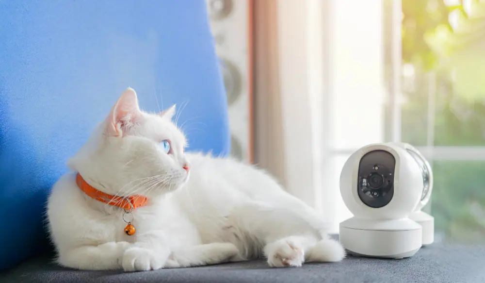 Les hôtels haut de gamme pour chat fournissent souvent un service de webcam pour garder un oeil sur votre chat.