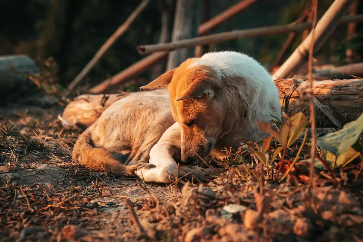 Que faire si vous trouvez un animal blessé ?