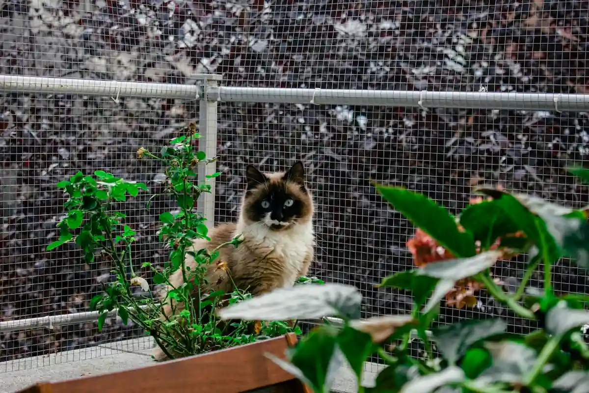 Aménager un catio pour son chat