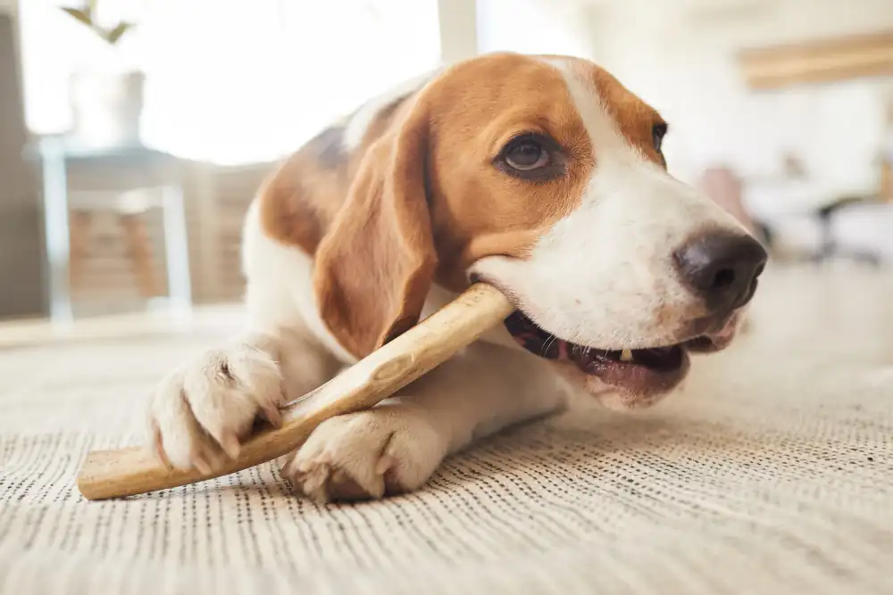 Le chien a besoin de mastiquer.