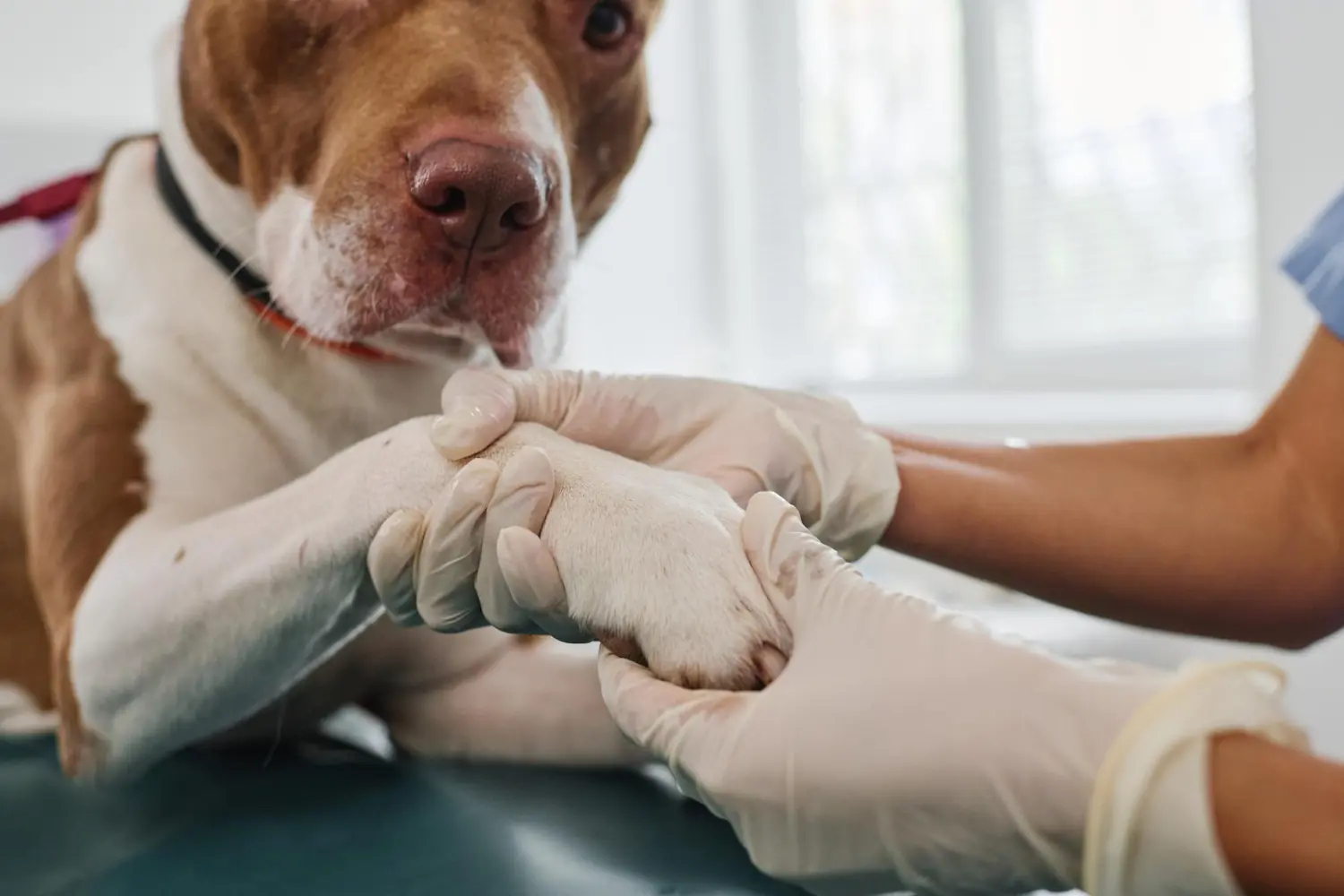L&rsquo;arthrose chez le chien