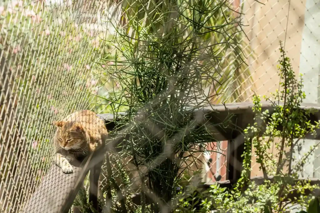 Enrichissez l'environnement de votre catio avec des jouets et plantes.