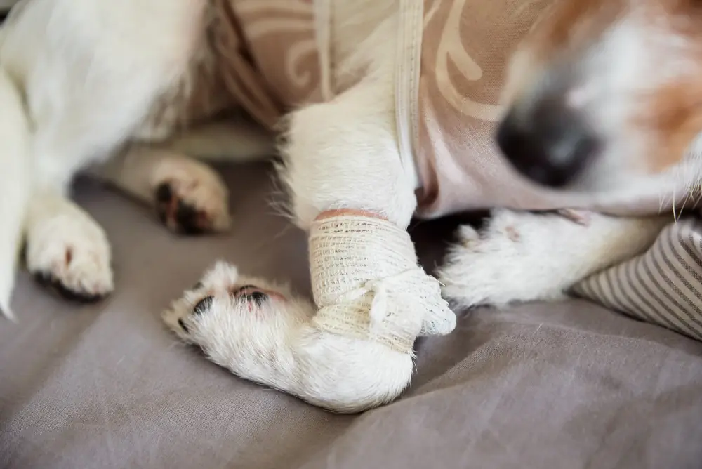 L'arthrose du chien est difficile à repérer lors des premiers signes.