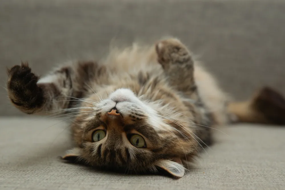 L'hyperthyroïdie du chat se manifeste par des changements dans son attitude.