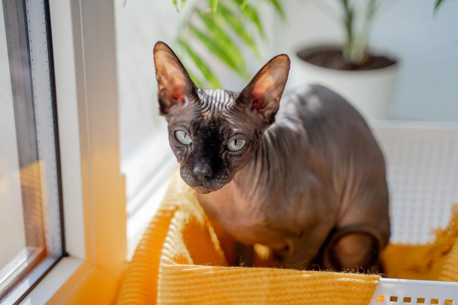 L’entretien d’un chat sans poil