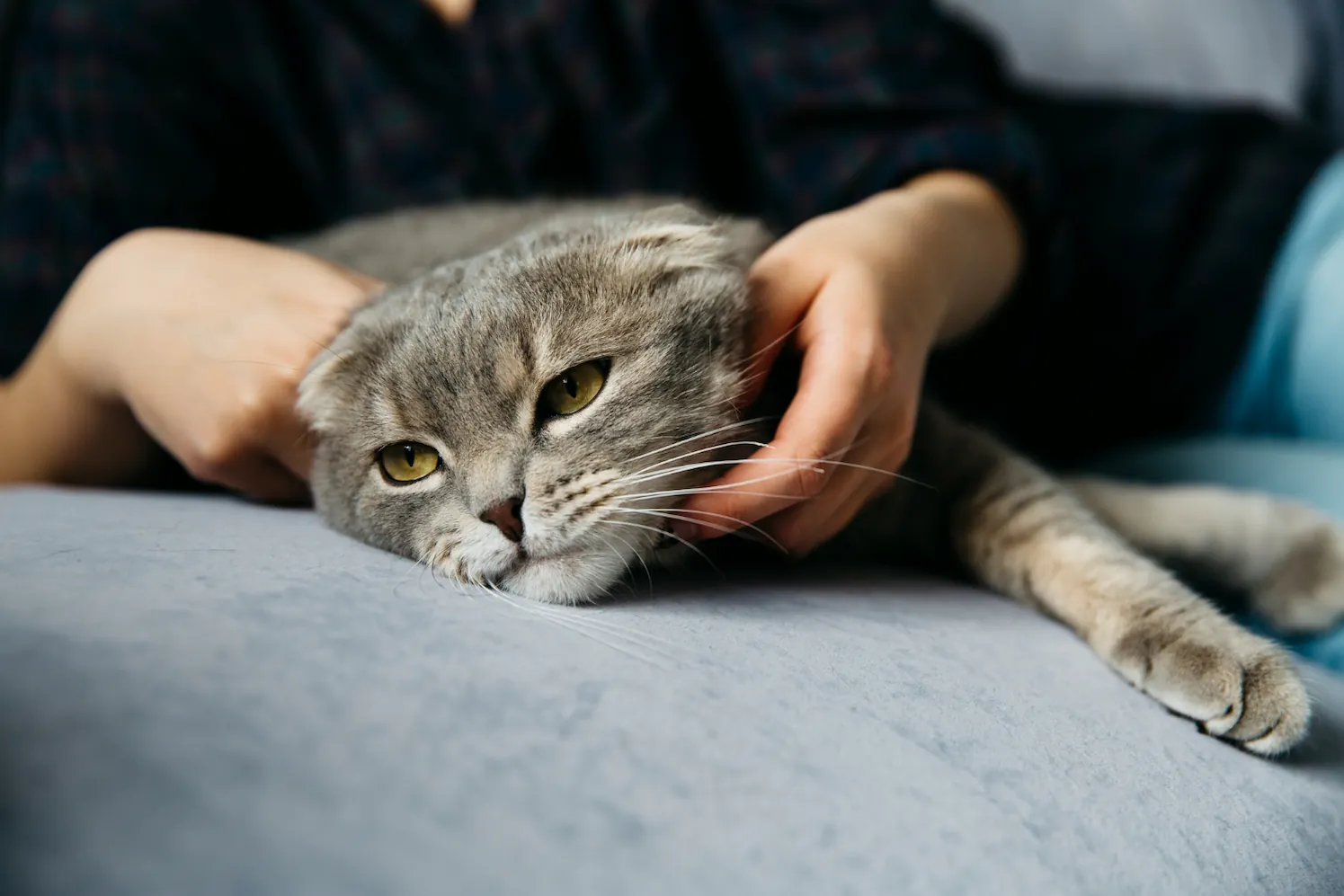 L’hyperthyroïdie chez le chat