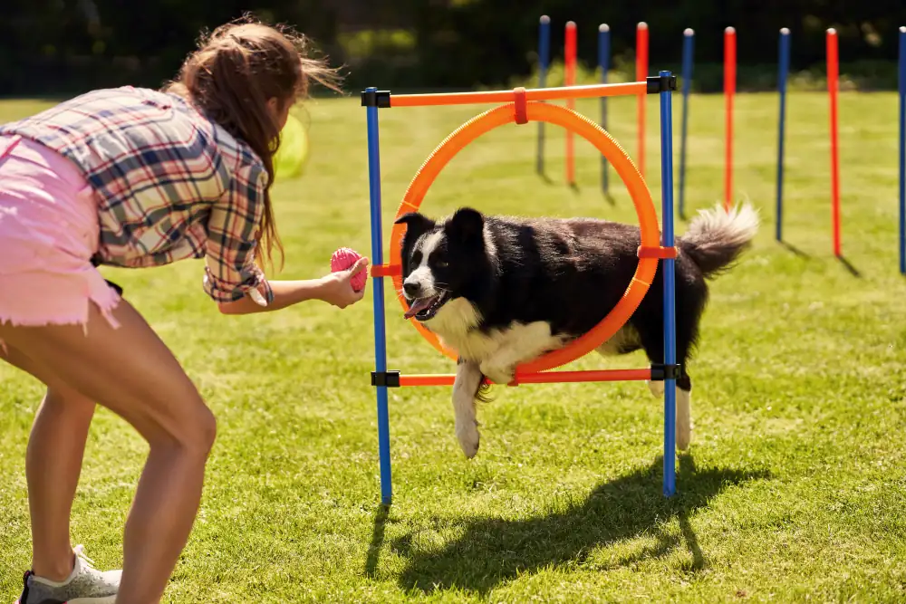 L'agility est un sport canin qui demande des efforts physiques et mentaux au chien.
