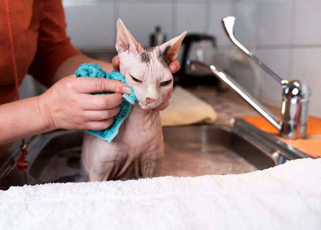 Le chat sans poil a besoin des bains réguliers pour rester propre.