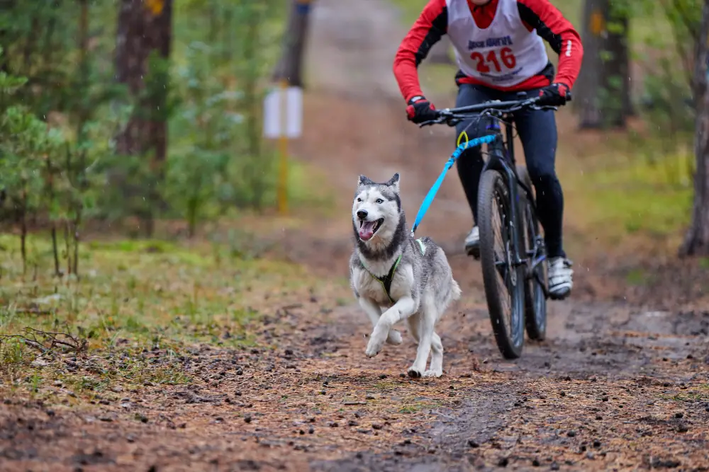 Le caniVTT est un sport canin intense pour les chiens puissants et endurants.