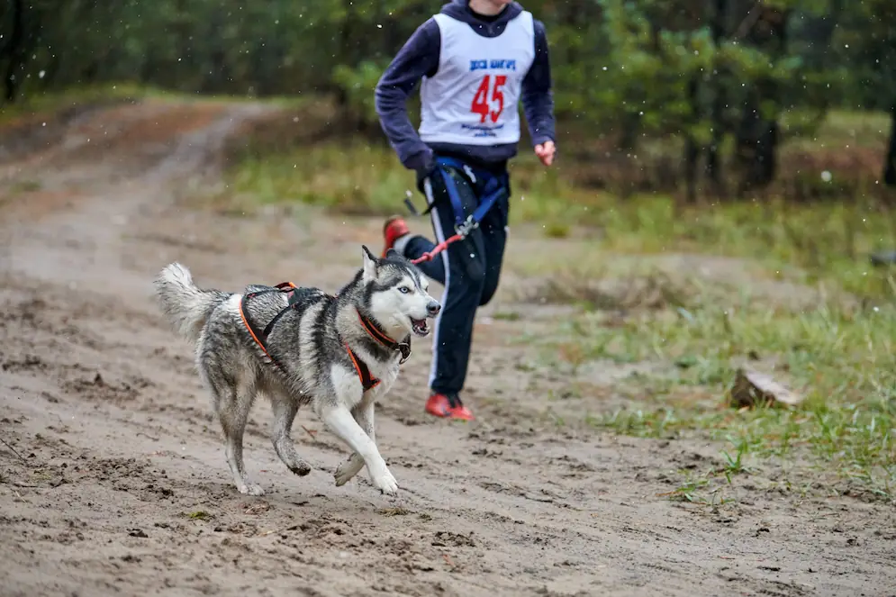 Sport canin : quelle discipline choisir pour votre chien ?