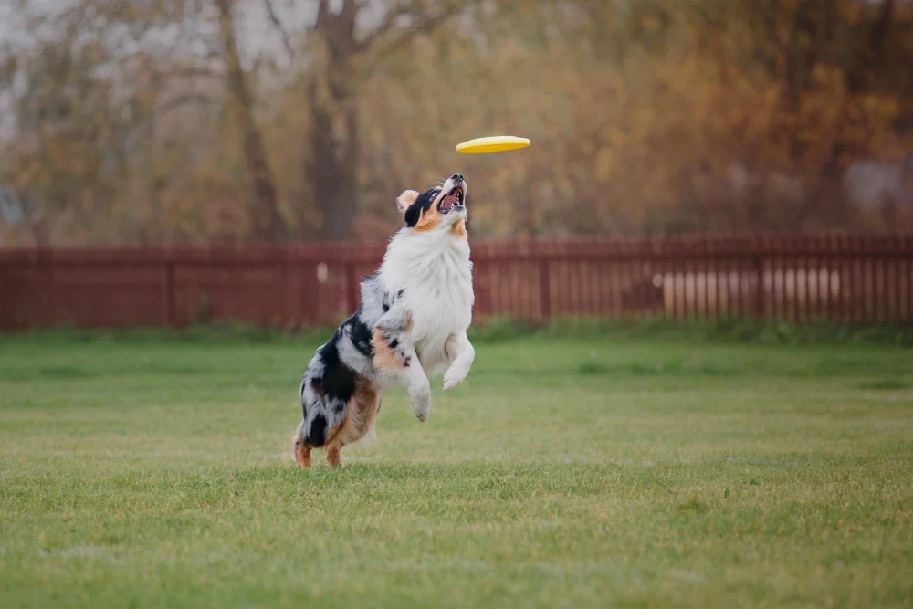 Le disc dog est un sport américain ludique et plus ou moins artistique.