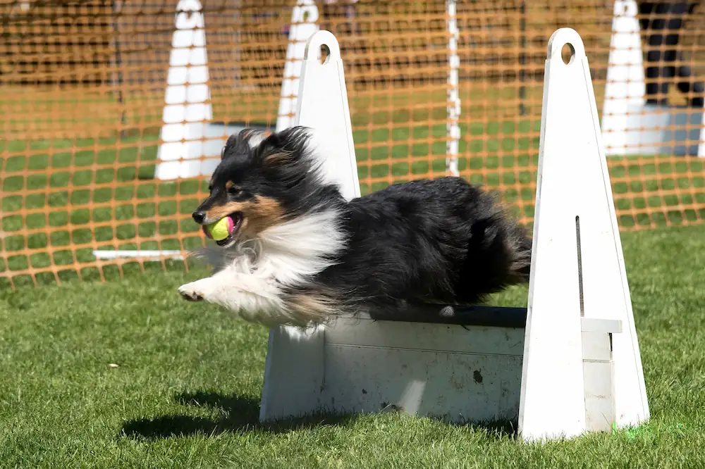 Le flyball est un sport canin qui se joue en équipe et stimule physiquement et mentalement le chien.