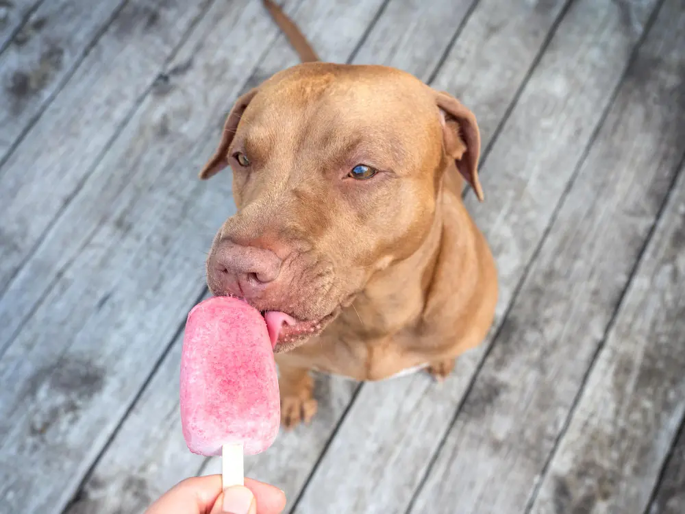Photo d'un chien qui lèche une glace.
