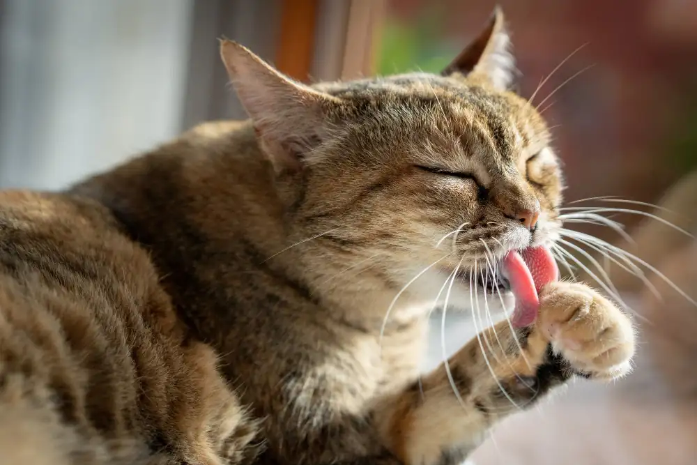 Le chat dépose la protéine Fel d 1 en faisant sa toilette. 