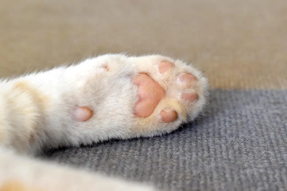 Photographie qui montre les coussinets d'une patte avant de chat.