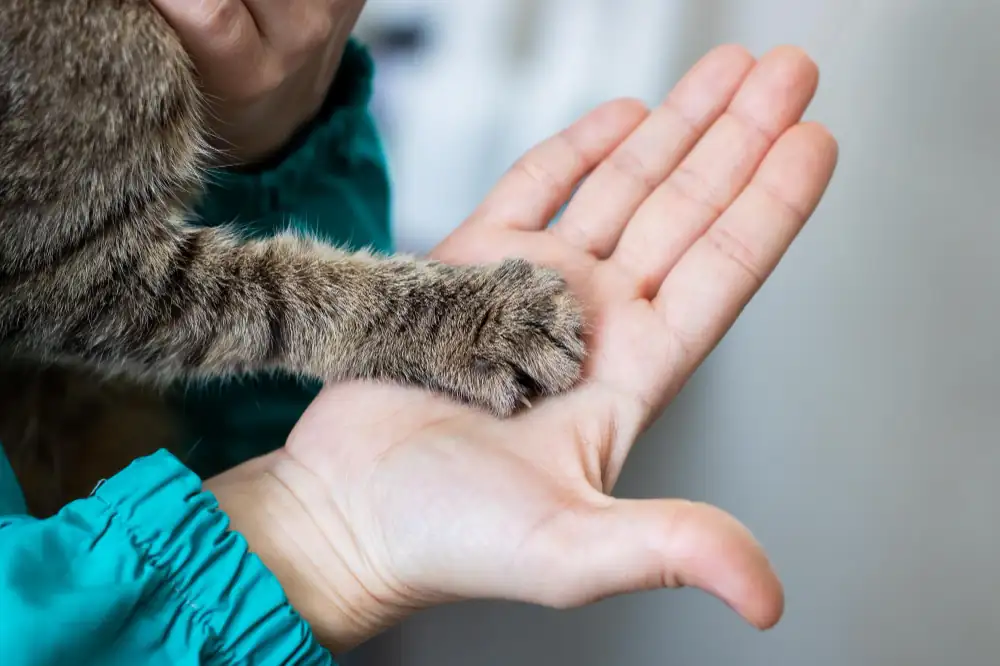 Photo qui représente un chat habitué à la manipulation de ses pattes.