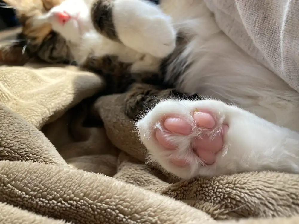 Photo qui représente les coussinets d'une patte arrière d'un chat.