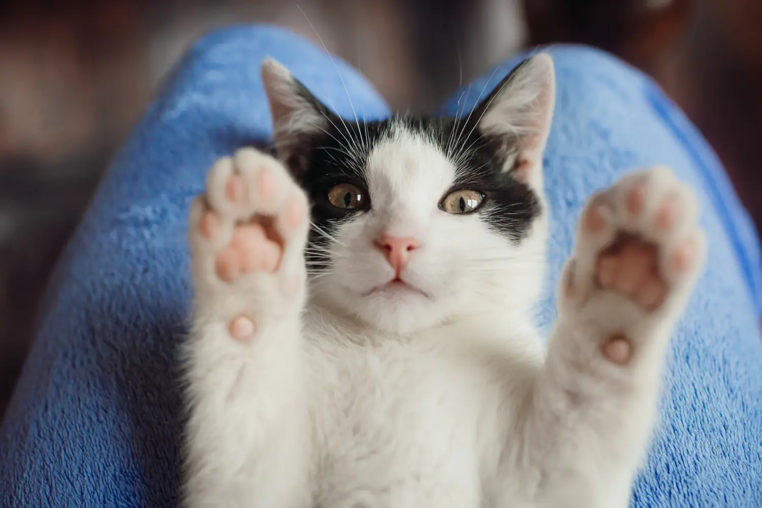 Tout savoir sur les coussinets du chat