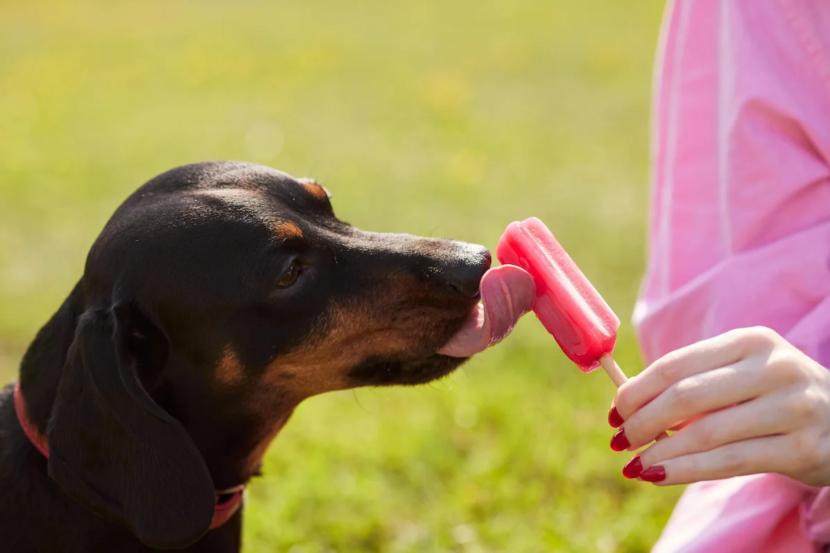 Comment faire de la glace pour chien ?