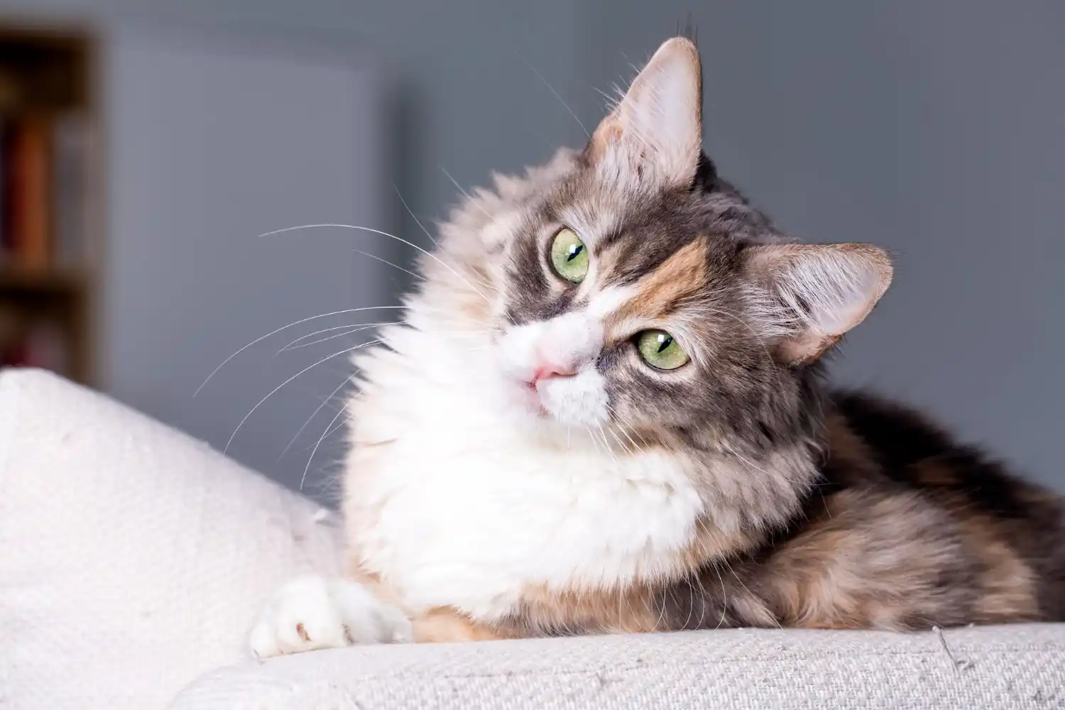 Langage corporel du chat : comment le décoder ?