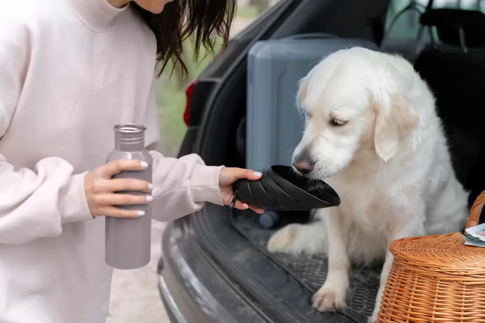 Les pauses régulières aident à combattre le mal des transports chez les animaux.