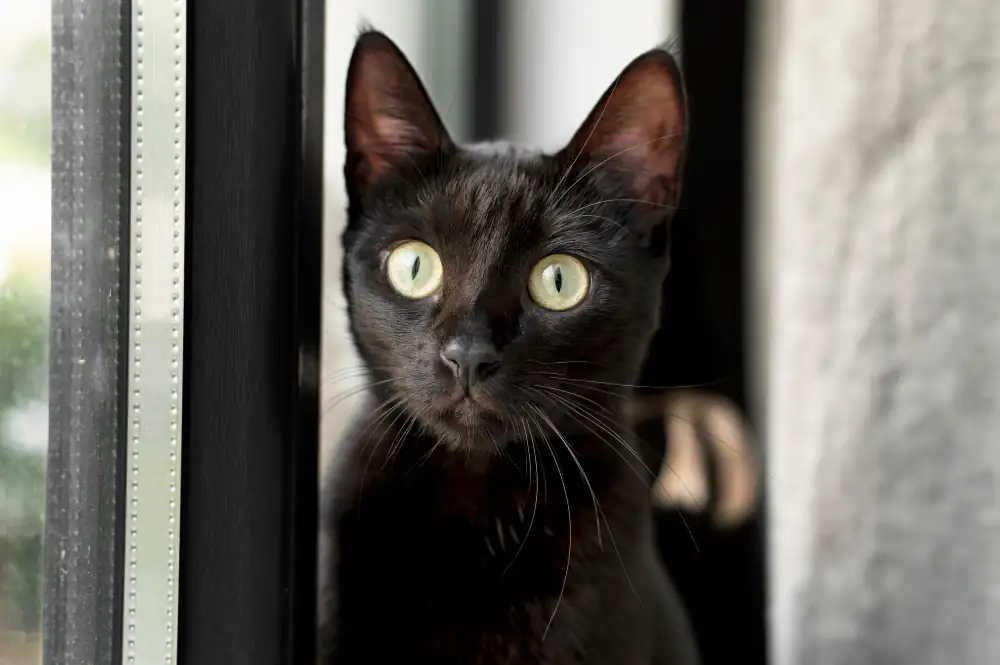 Le langage corporel du chat passe également par la position de ses oreilles.