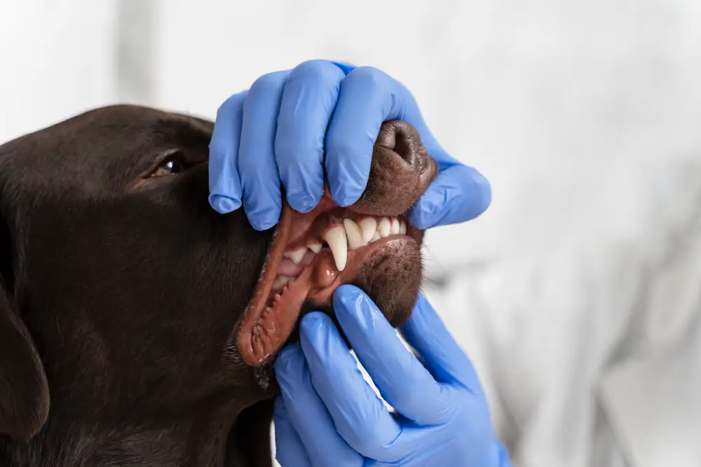 Un vétérinaire doit obligatoirement intervenir en cas de maladie parodontale du chien.