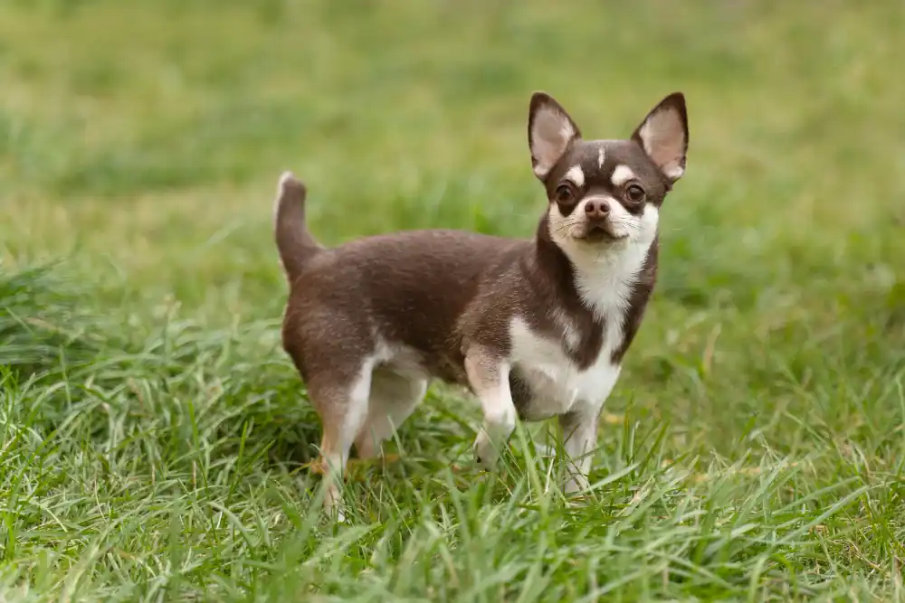 Les races de chien de petite taille sont plus exposées à la maladie parodontale.