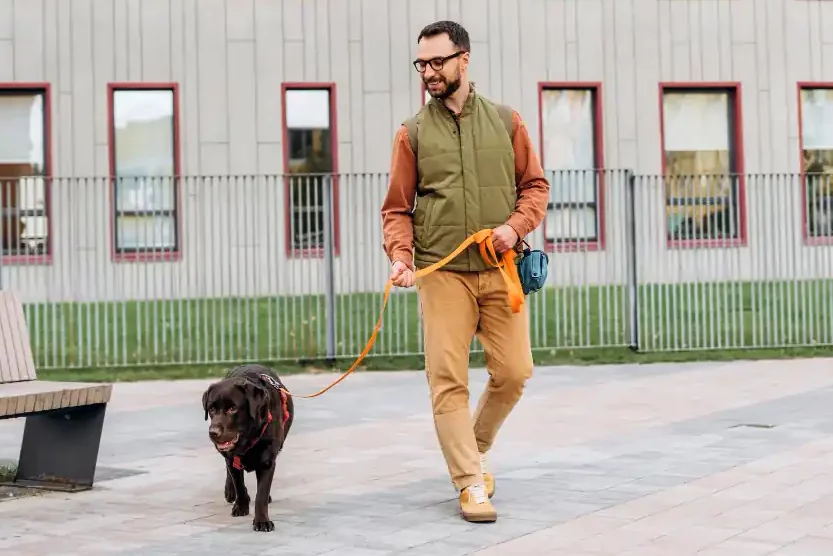 Image d'un chien qui marche au niveau de son maître sans tirer sur la laisse.